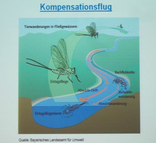Unterschiedliche Wirbellose haben unterschiedliche Wanderstrategien.