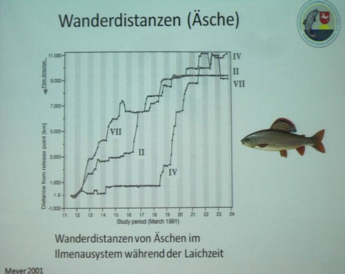 Oft und auch vielen Fachleuten ist gar nicht bekannt, wie weit auch Äschen wandern - weit! Und so ist es kein Wunder, wenn sie über Hinternisse bachab geraten, dass die Laichpopulation an den Laichbetten nicht wieder gesehen wird. - Dafür braucht`s nicht mal den Kormoran.