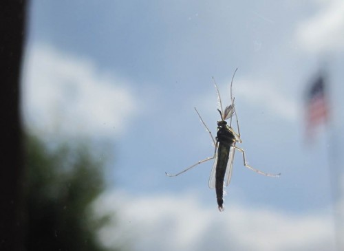 Wo es Fisch satt gibt, muss wohl auch Futter satt vorhanden sein - hier eine eindrucksvolle Zuckmücke.