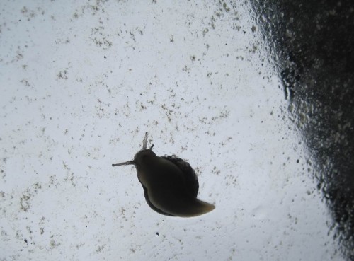 So ist also auch dieses Grün kein Abfall, sondern quasi eine Wiese für die Kuh - hier im Feuchten noch aktiv (eine junge Weinbergschnecke?).