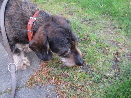 Aber es gibt auch wahre Kenner, die den Wert von Vegetabilien dokumentieren. Buchenspelzen und mehr (was zum Teufel, saugt Socke von de Dreyster Drift da ein ?!) durch genussvolles Schmatzen dokumentieren.