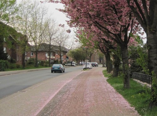 Was gerade noch festsaß, liegt plötzlich unten - (vorzeitig) abgefallen, hier: Japanische Kirschen.