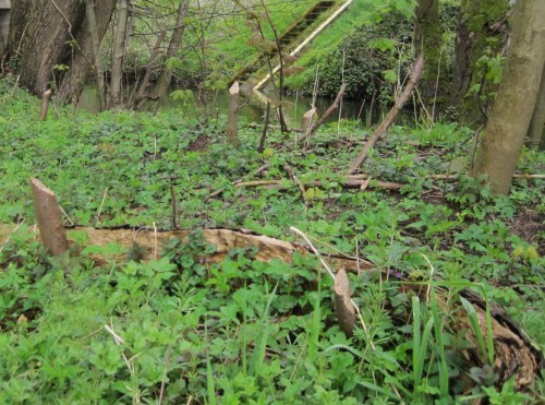 Zugeschlagen hat der Biber begeistert im Bergahorn-Jungholz - wohl Süßholz geraspelt?