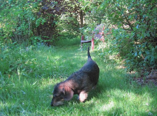 Kampfdackel Socke hat morgens im Frühlingsgarten ordentlich zu forschen - neue, nächtliche Spuren allerorten.