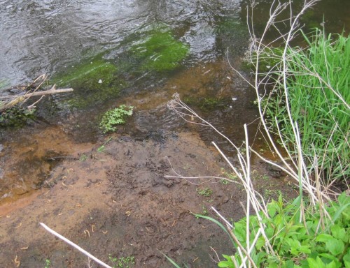 Auf mit "Hölzchen & Stöckchen" gewonnenem Land = Uferschutz in Hörsten hat ein Otter seine Anwesenheit durch einen "Scharrhaufen" bekundet. Mit etwas gutem Willen sieht man ein paar Krallenzehenabdrücke in dieser Aufsicht.