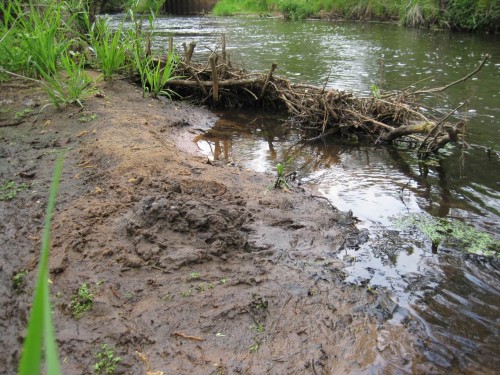 Der Otter-Scharrhaufen in Seitenansicht Seeve-aufwärts. Ein Exemplar Hölzchen & Stöckchen, das diesen Boden sammelte ist dahinter sichtbar.