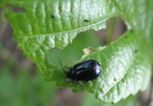Rätsel der Saison: Warum frisst der Erlenblattkäfer Löcher in die Erlenblätter?