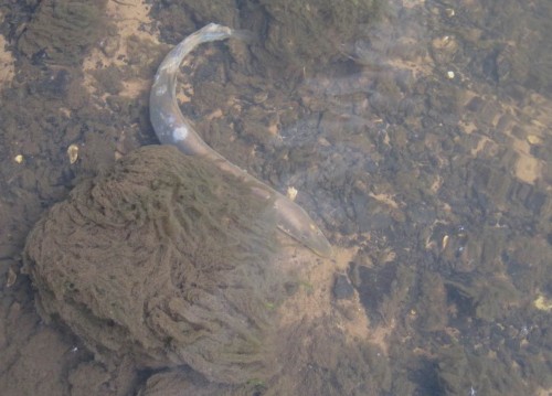 Ich habe aber etwas gefunden und zeige es ihnen: ein nach dem Laichen "ganz normal" sterbendes Flussneunauge. Wenn größere Mengen sterbend  bachab treiben, werden gelegentlich "Aalvergiftungen/-sterben" gemeldet.