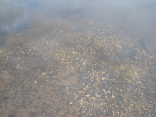 Damit das Gespräch nicht so scheinbar tragisch endet, zeige ich den beiden GeoCachern auch noch die Zukunft: eine ganze Reihe von Flussneunaugen geschaffene Kuhlen mit Kiesrand, in denen ihr Laich die neue Generation schafft - das ist in allen neu angebotenen Restaurierungs-Kiesen hier so geschehen.