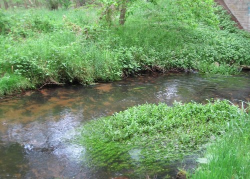 Wo mit Kies, Geröll, Steinen restauriert wurde, finden Pflanzen dauerhaft wieder Halt. Im standorttypischen Halbschatten zeigen sie uns, wie schmal ein lebendiger Bachquerschnitt hier sein muss.