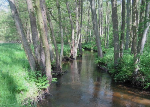 Wichtige Erkenntnis der Exkursion: Bäume, hier meist Erlen, garantieren Erosionsschutz und bieten eine Vielzahl von Lebensräumen. So sieht einschliesslich seines lichten Schattens ein naturnahes Fliessgewässer aus - "Keeping Rivers Cool", wie english-sprachige Raum in Zeiten des Klimawandels zunehmend propagiert.