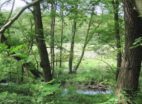 Blick vom Hochufer der Este auf von Nadelholz geräumte Auenfläche. Diese NEL-bezogene Ausgleich- und Ersatzmaßnahme bringt großflächige Verbesserung.