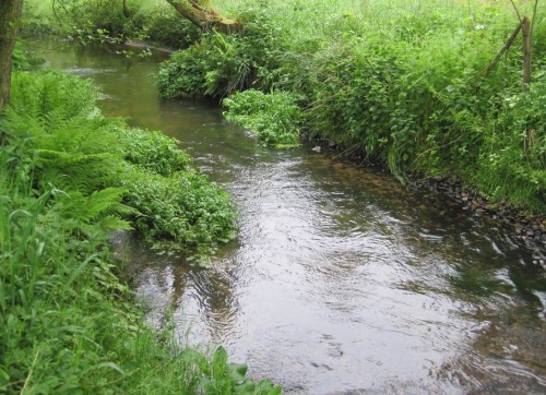 Wasserbaumeister Pflanze führt uns vor: so sieht ein lebendiger, turbulenter Stromstrich aus.