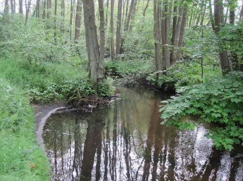 Wo der Baumschutz verloren ist, gingen Hunderte m³ Boden zu Tal und mussten anderswo teuer gebaggert werden. Die alte Erle ist Zeugin der Vergangenheit - SO schmal wäre der lebendige Bach hier.