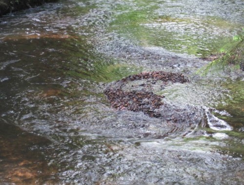 Turbulenzstudien im restaurierten Kiesbach - Fans sind hier gar nicht wegzubekommen ...