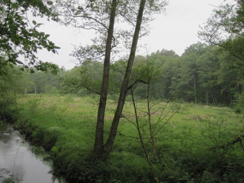 Ein Drittel der geräumten, bislang trostlosen "Schwarzwald"-Fläche wurde mit Erlen bepflanzt. Zwei Drittel stehen der natürlichen Sukzession zur Verfügung - ein Großexperiment!