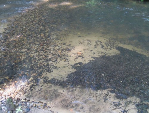 Und so entmischt die Strömung Organik, Sand, Kies, Geröll - letztere werden intensiv von Kieslaichern genutzt.
