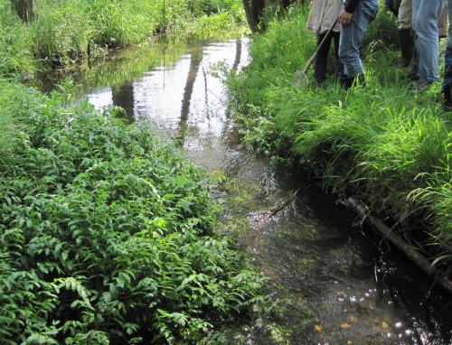 Wasserbaumeister Pflanze zum Dritten - Für Hochwasserbesorgte sei ergänzt: Diese Pflanzen haben einen flexiblen Körper, legen sich bei höheren Wasserständen ohne Widerstand flach ins Geschehen.