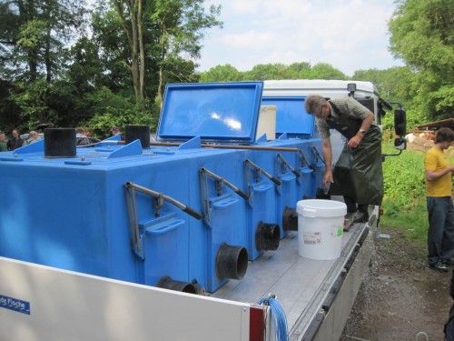 Fachgerecht waren die Äschen und Bachforellen antransportiert worden.