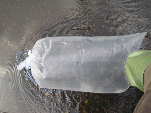 Wichtig für den Transport ans Gewässer: wenig Wasser und viel Sauerstoff gehört in die Transportbeutel. Hier wird die Temperatur an das Besatzgewässer angepasst.