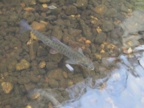 Putzmunter steht die 2jährige Äsche auf dem Kies des Seeevekanals.