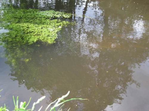 Nach kurzer Orientierung nutzen die Fische die variable Tiefe des Standorts, Wassersternpolster sind gern genutzte Unterstände.