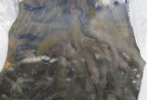 Und schon folgen die Bachforellen.