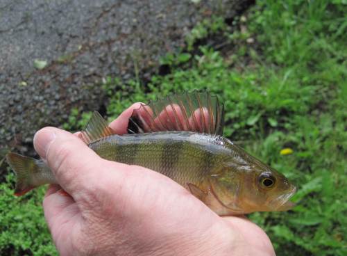 Noch zeigen die ökologisch indifferenten Anzeiger Rotauge und Barsch die Strukturarmut des Seevekanals an. 