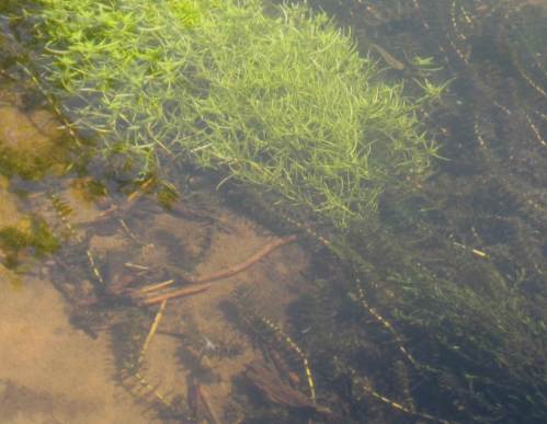 Wer sucht, der findet: Wie wär`s mit einer fressenden kleinen Äsche rechts oben und einer auf driftende Nahrung wartenden zweiten links unten ...