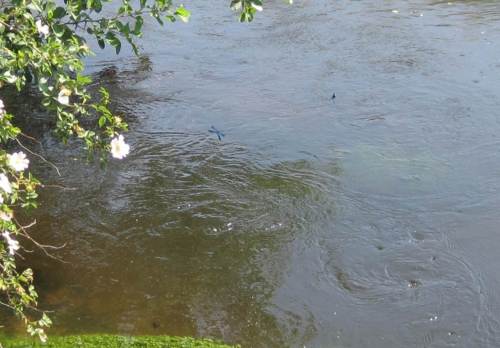 Zwei Calopteryx virgo-Männchen bei Territoriums-Abgrenzung über Seeve-Turbulenzen.