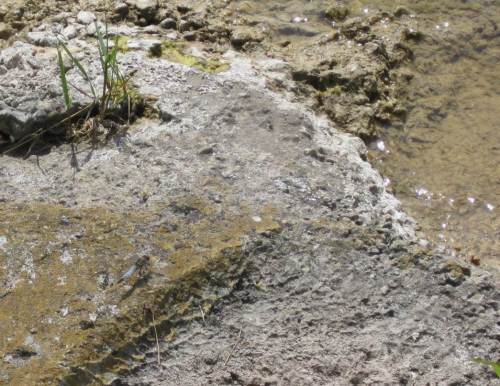 Mehr Sonne ging nicht - vierflügliger Sonnenanbeter auf Ufergestein.