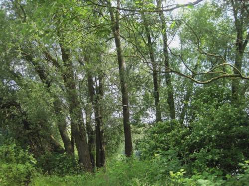 Nicht zuletzt der wassergebundene Auwald mit seiner Entwicklung in die 3. Dimension beeindruckt - schon allein und nicht zuletzt mit seinen vielen zwitschernden Bewohnern.