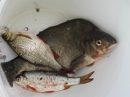 Rotaugen und ein Brassen.