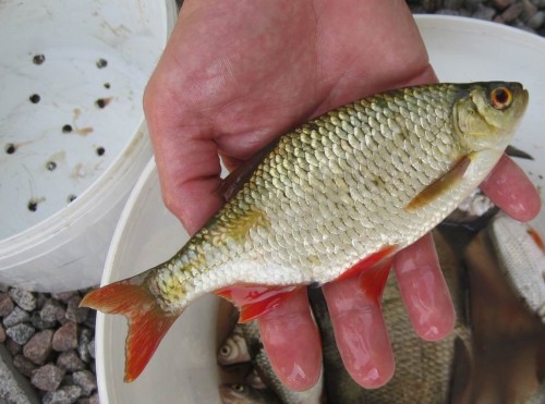 Gefangen wurden Rotfedern - Großmutters Brathering-Rezept kommt zu Ehren.