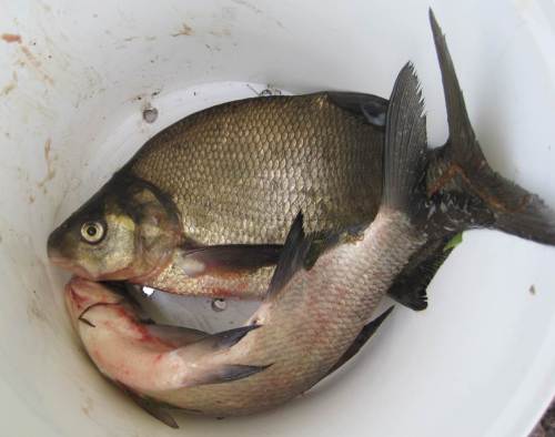 2 Brassen, beide gut über 40 cm, das lohnt sich.