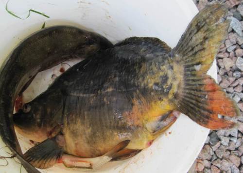 Der Überraschungsfisch des Tages - 2013 war es ein Hecht - ist 2014 ein gut 4pfündiger Karpfen - Petri Heil!