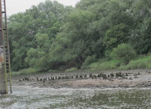 Ein altes Wikingergrab, eine Schiffssetzung vor Auwald? Wohl eher - neben modernem Stahlpfahl kompostierte Pfahlreihen einer alten Hafenanlage.