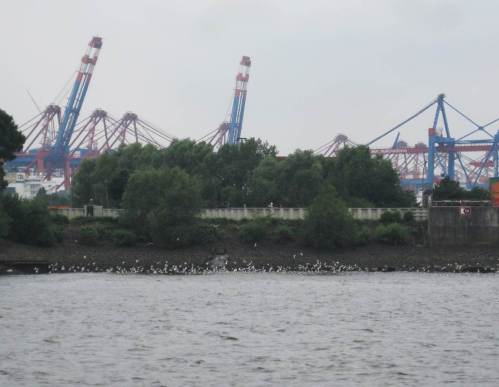 Da, am linken Köhlbrandufer - massenhaft Möwen!  Hier münden Hamburgs weitergehend gereinigte Abwässer, sauerstoffreich, sommerkühl - ein Fluchtpunkt für Lebewesen während des Sauerstofflochs in der Elbe während der warmen Jahreszeit, eine Speisekammer für Möwen und andere.