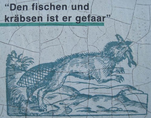 Das sahen die "alten Mönche" aber anders - konnten sie ihn doch als Fisch in der Fastenzeit essen. In diesem Tafelausschnitt vom Elbuferwanderweg allerdings wurden wohl Fischotter und Biber vermixt, wohl eine Hilfe zur Verfolgung beider.