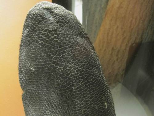 Hier ist der Beweis - der schuppige Biberschwanz, wegen seiner Form "Kelle" genannt, zeigt doch eindeutig den Fisch (oder nicht?).