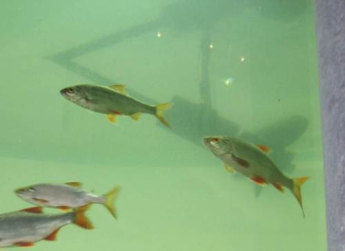 Im Aquarium ist mir diesmal fast ein Foto von Rotaugen gelungen - ich arbeite weiter dran.