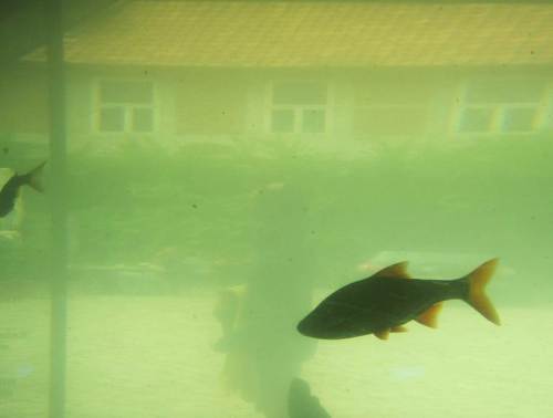 Rotauge im Gegenlicht im algengrünen Wasser - mit Hof und Besucher im Hintergrund.