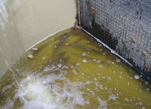 Neben großen Zandern tummeln sich vor allem Wollhandkrabben in diesem Hälter.