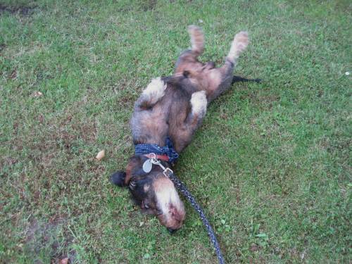 "Hallo Leute, ich rubbele mich! - Aaaahhh, dieses kurz geschorene, harte Gras - wunderbar!"