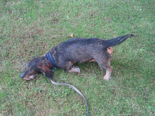 "Was macht denn Ihr Hund da!? Und warum hat er bei dieser Hitze ein Tuch um den Hals, ist er erkältet?"