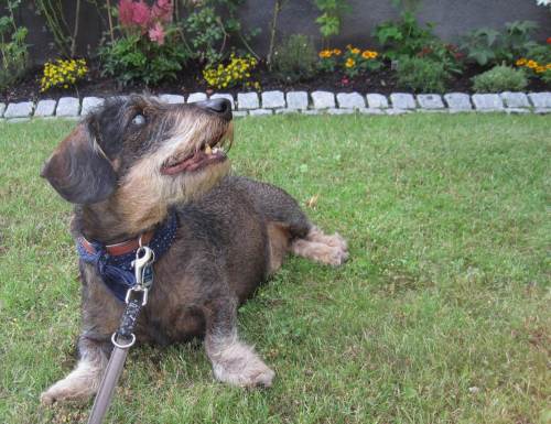 Seh`n Sie! So zufrieden ist ein 11jähriger Rauhaardackel, wenn er gekühlt wird und sich gerubbelt hat.