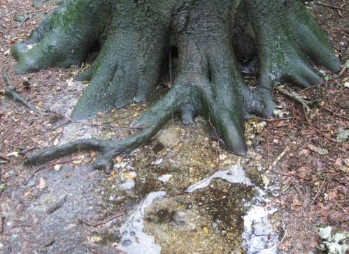 Uuuund - was ist da in der Pfütze am Buchenstamm zu sehen?