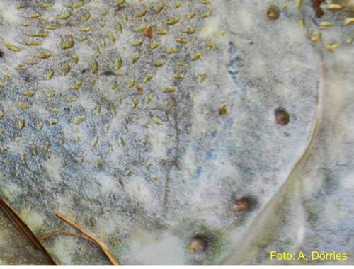 Detail vom Kiemendeckel.