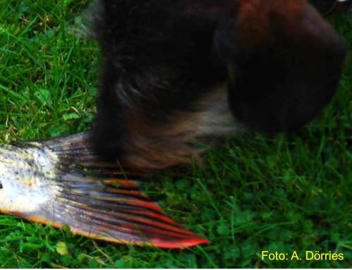 Besonders gefällt Socke die Schwanzflosse.