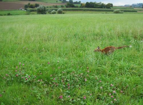 Wer sich auf der Suche nach einem geeigneten Angelplatz in der Weseraue herumtreibt, triff schon Mal Einheimische, hier einen Jungfuchs.